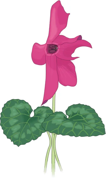 Εικονογράφηση Διάνυσμα Λουλουδιών Cyclamen — Διανυσματικό Αρχείο