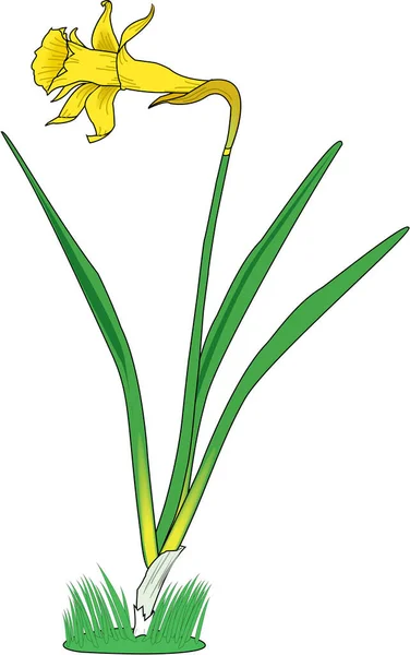 Daffodil Flor Ilustração Vetorial —  Vetores de Stock