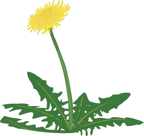 Dandelion Weed Vector Illustration — Stock Vector