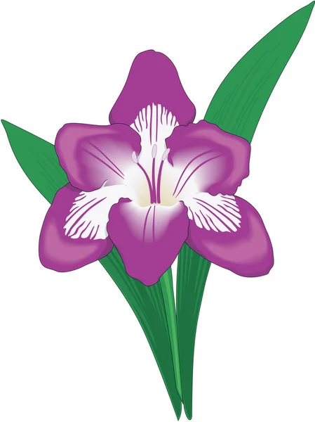 Freesia Flower Vector Illustration — Stockvektor