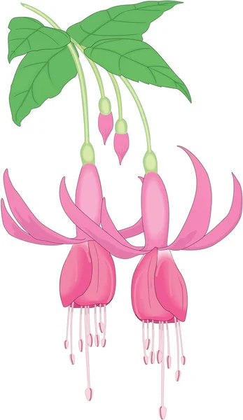 Fuchsia Flowers Vector Illustration — 图库矢量图片