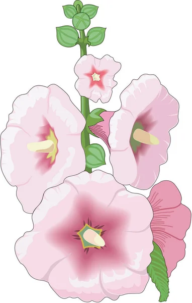 Hollyhock Flowers Vector Illustration — 스톡 벡터