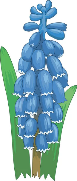 Grape Hyacinth矢量说明 — 图库矢量图片