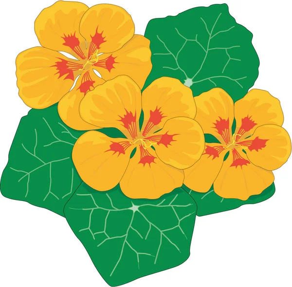 Nasturtium Flowers Vector Illustration — 스톡 벡터