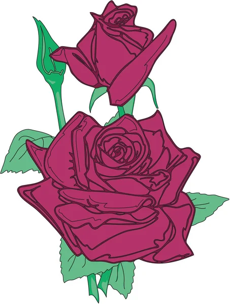 Róże Kwitnące Wektor Ilustracji — Wektor stockowy