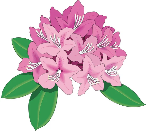 Rhododendron Flores Vector Ilustración — Vector de stock