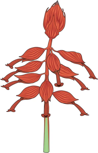 Ilustração Vetor Planta Salvia —  Vetores de Stock