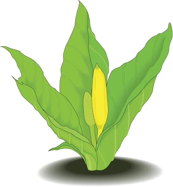 Skunk Cabbage Vector Ilustración — Vector de stock