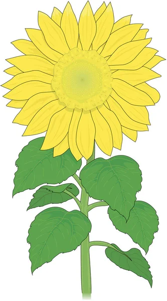 Zonnebloemplant Vector Illustratie — Stockvector