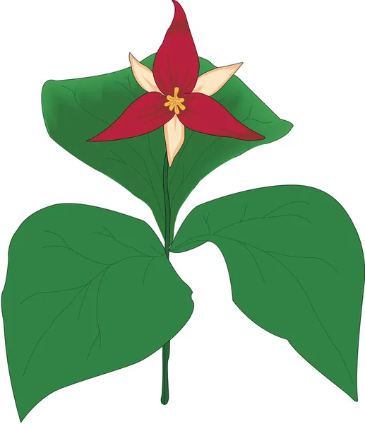 Trillium Plant Vector Illustratie — Stockvector