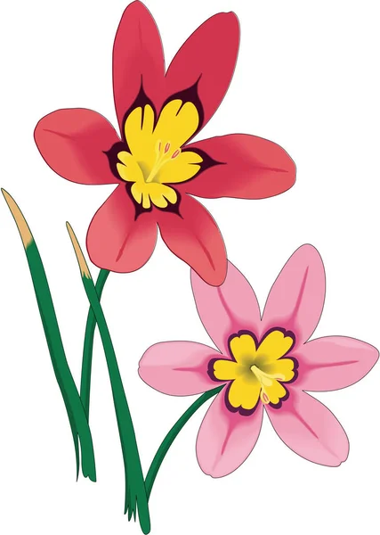 Asa Çiçekleri Vektör Llüstrasyonu — Stok Vektör