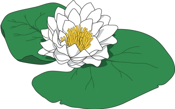 Water Lily Vector Illustratie — Stockvector