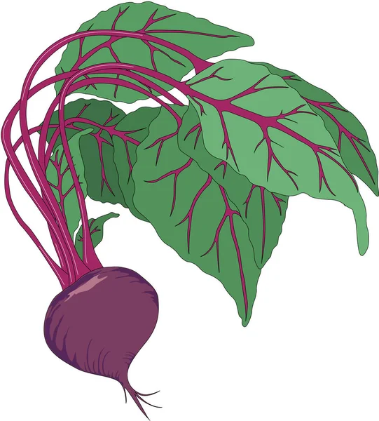 Fresh Beet Vector Illustration — Stock Vector