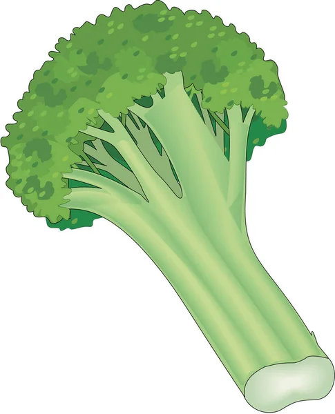 Fresh Broccoli Vector Illustration — Stock Vector