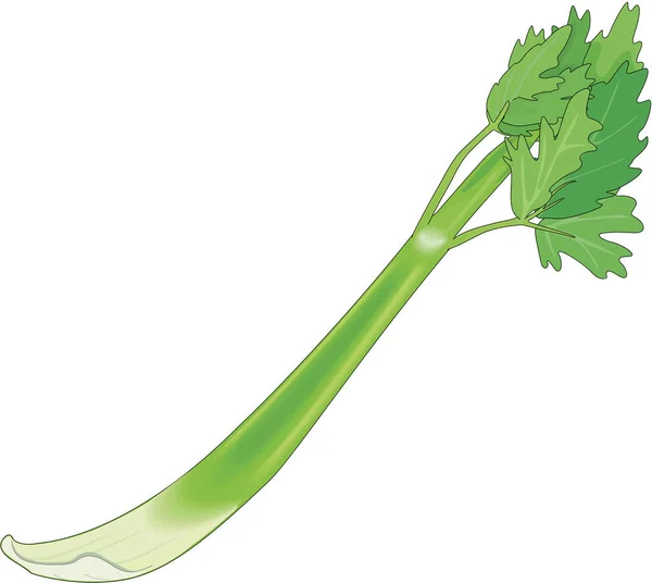 Celery Stalk矢量说明 — 图库矢量图片