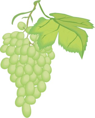 Üzüm vektör çizimi