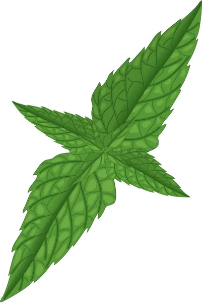 Mint Leaves Vector Illustration — Stock Vector