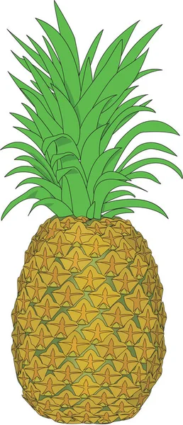 Taze Ananas Vektör Çizim — Stok Vektör