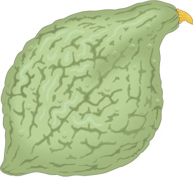 Hubbard Kabak Vektör İllüstrasyonu