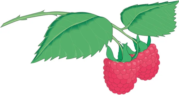 Fresh Raspberries Vector Illustration — Stock Vector