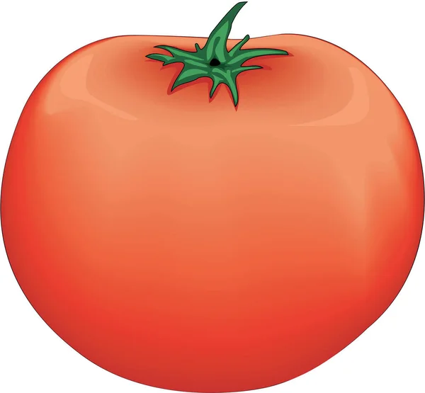 Fresh Tomato Vector Illustration — Stock Vector