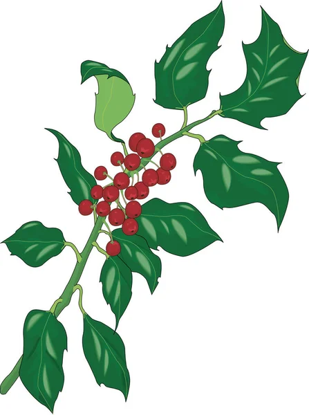 Holly Plant Vector Illustration — стоковий вектор