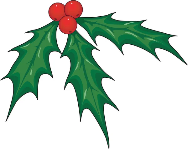 Holly Plant Vector Illustratie — Stockvector