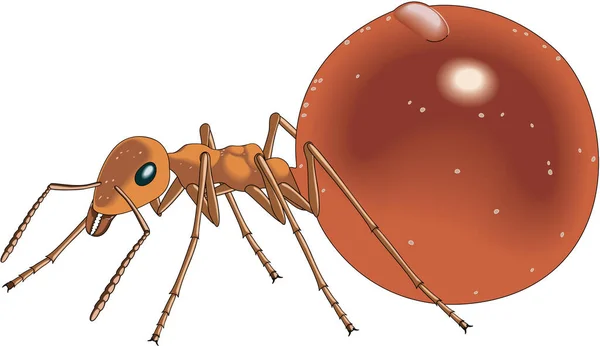 Honey Ant Vector Illustration — 스톡 벡터