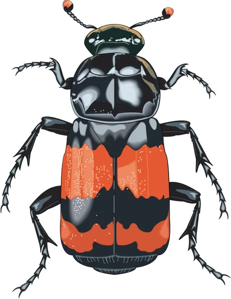 Burying Beetle Vector Illustration — Vector de stock