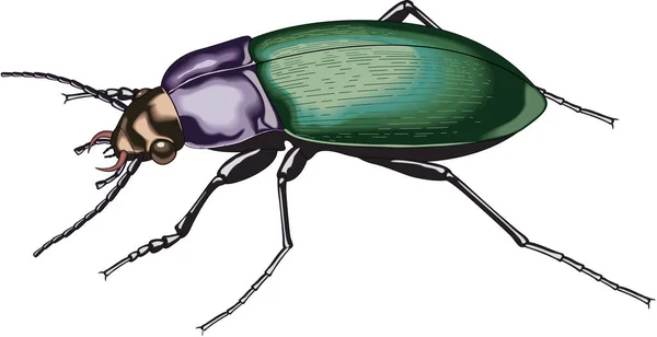 Escarabajo Terrestre Vector Ilustración — Archivo Imágenes Vectoriales