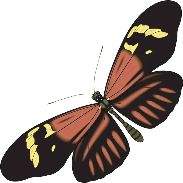 Heliconius Vlinder Vector Illustratie — Stockvector