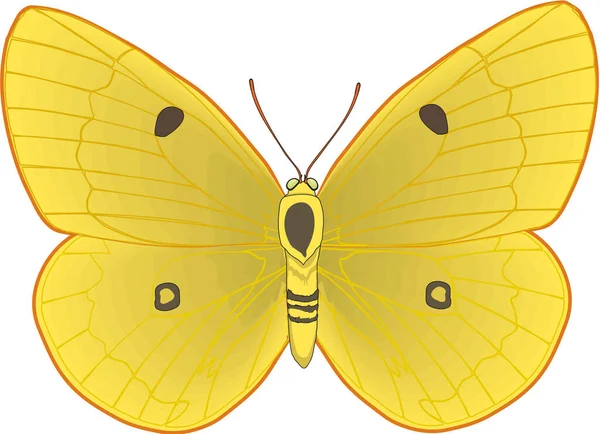 Ilustración Vectores Mariposa Amarilla Nublada — Archivo Imágenes Vectoriales