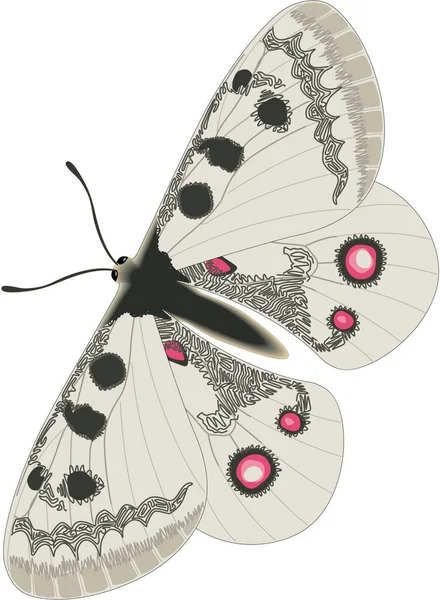 Apollo Butterfly Vector Ilustração —  Vetores de Stock