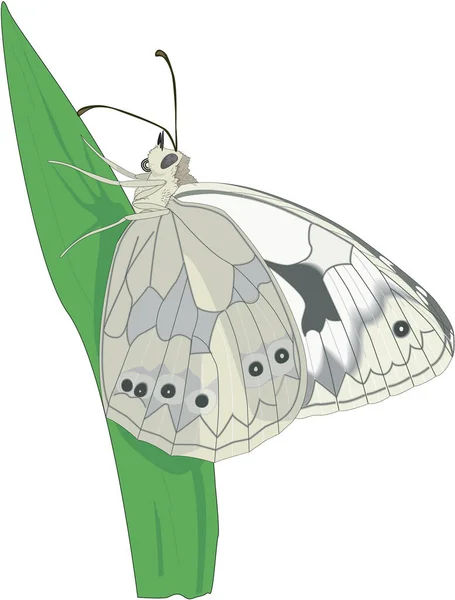Márvány Fehér Pillangó Vektor Illusztráció — Stock Vector