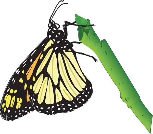 Monarca Farfalla Vettoriale Illustrazione — Vettoriale Stock
