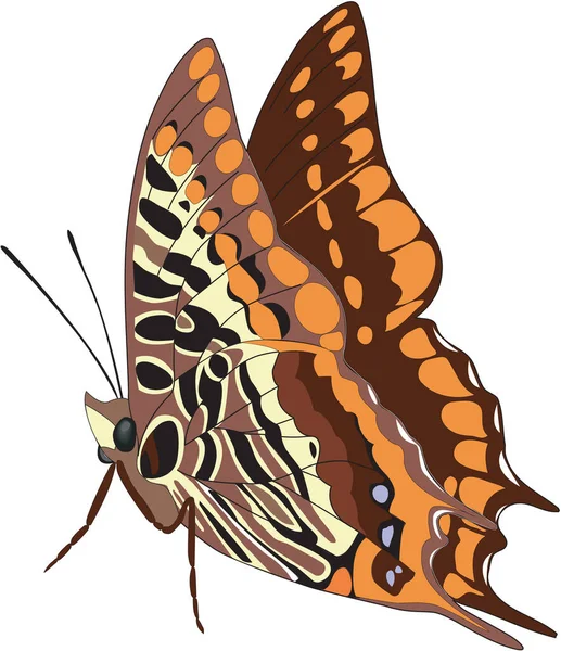 Illustration Vectorielle Papillon Pacha — Image vectorielle