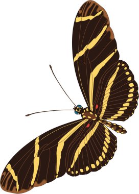 Zebra Kelebek Vektör İllüstrasyonu