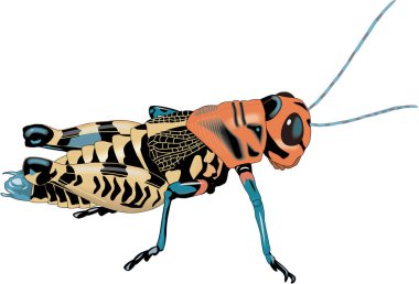 Rainbow Grasshopper Vector Illustration clipart
