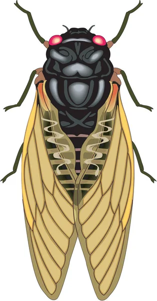 Cicada Sjutton Locust Vector Illustration — Stock vektor