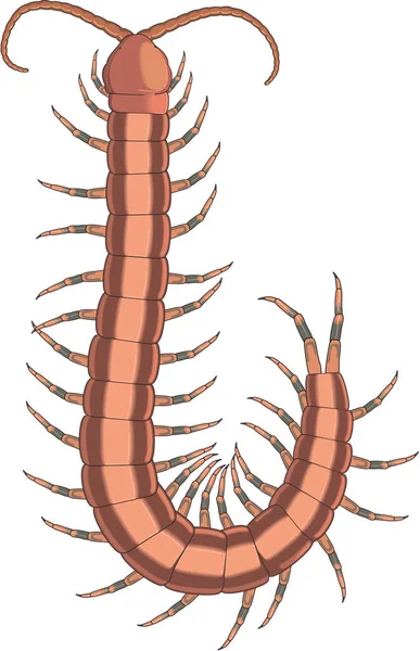 Centipede Walking Vector Illustratie — Stockvector