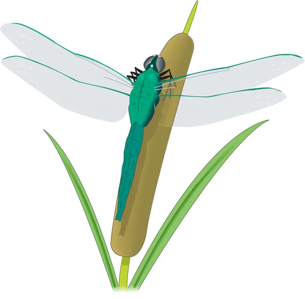 Dragonfly Pussy Willow Vector Illustration — Archivo Imágenes Vectoriales