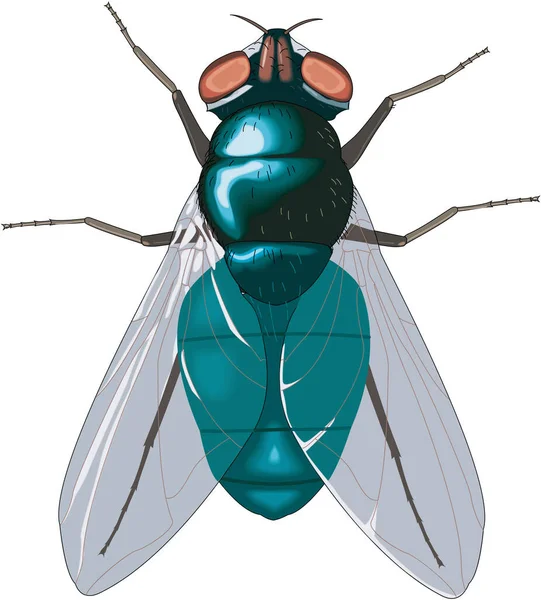 Bluebottle Fly Vector Illustration — Vector de stock