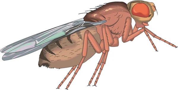 Ilustración Vectores Mosca Fruta — Archivo Imágenes Vectoriales