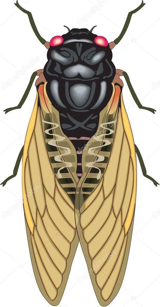 Cicada Seventeen Year Locust Vector Illustration