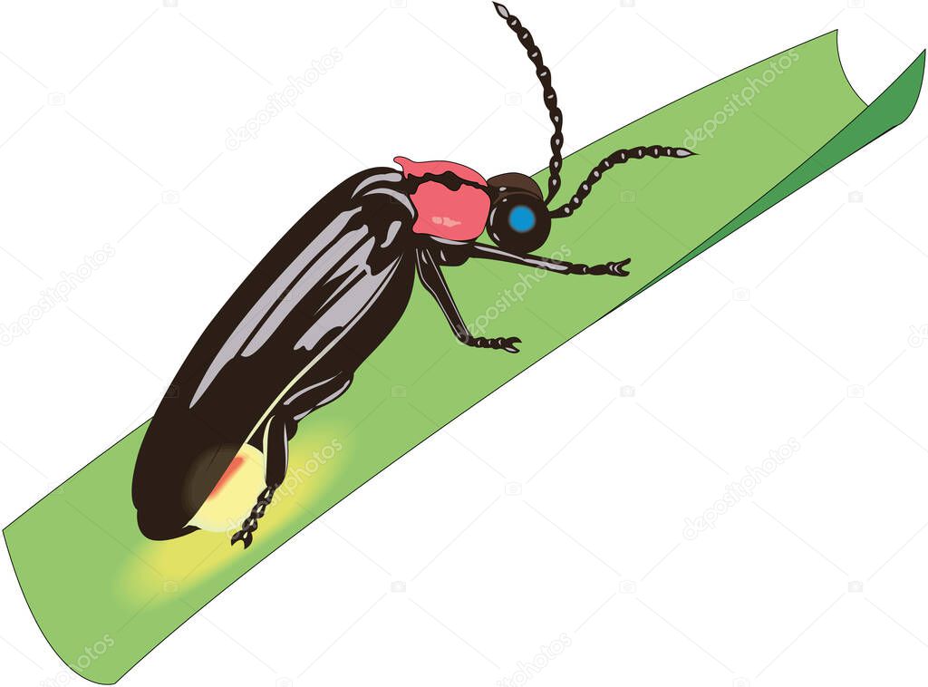 Firefly Lightning Bug Vector Illustration