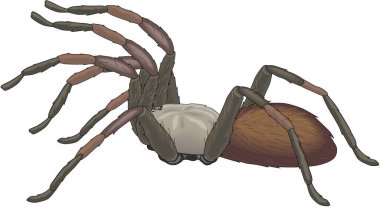 Tarantula Örümcek Vektörü İllüstrasyonu