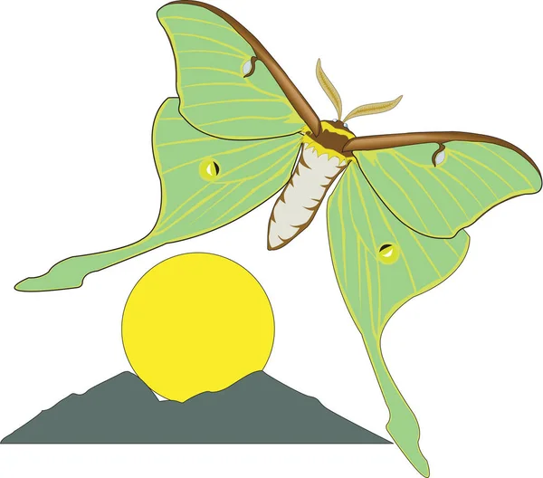 Luna Moth Vector Ilustración — Archivo Imágenes Vectoriales