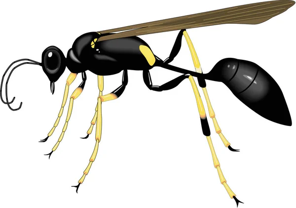 Zwart Geel Mud Dauber Vector Illustratie — Stockvector