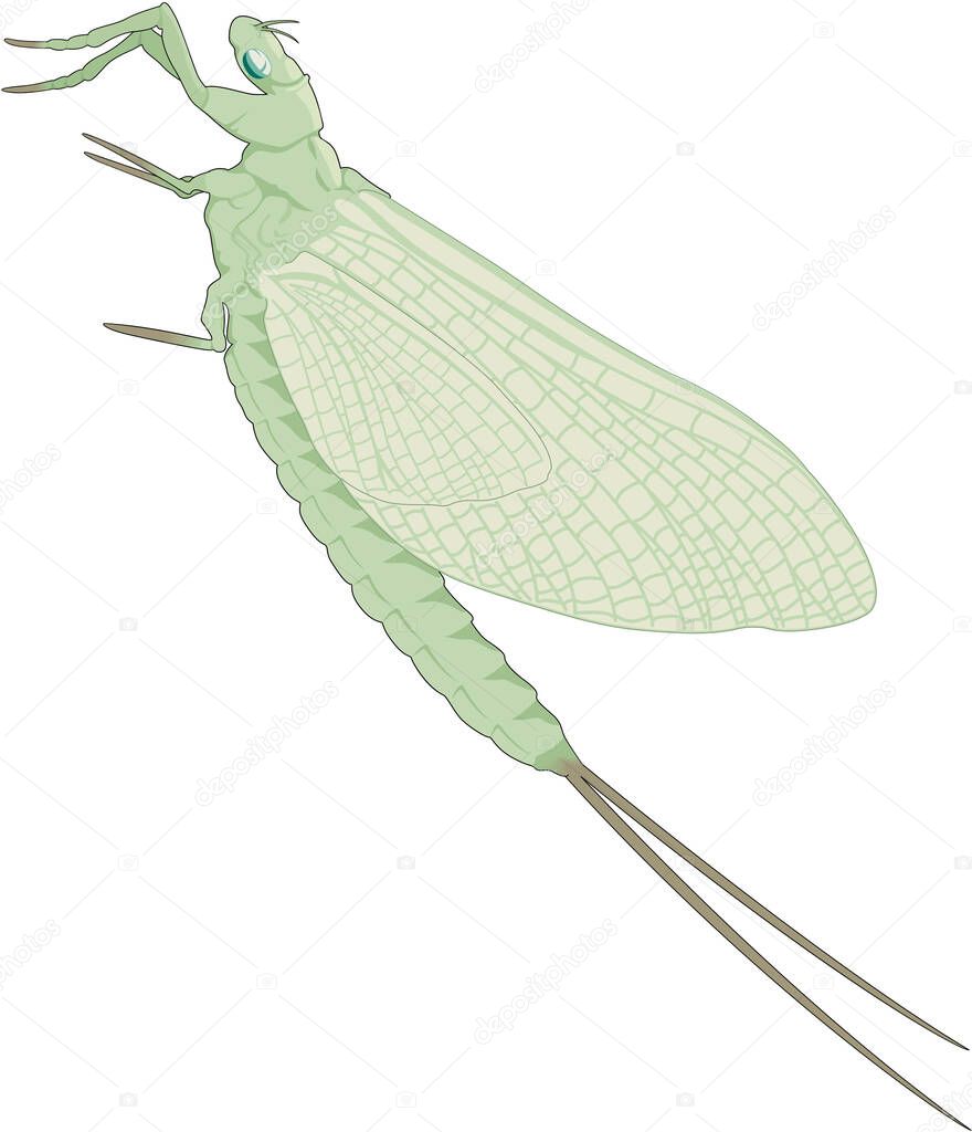 Mayfly in Flight Vector Illustration