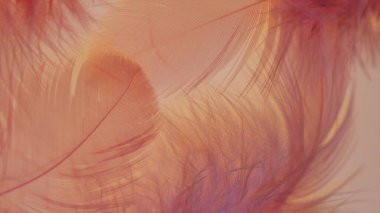 Kırmızı tüylerin yumuşak ve narin arkaplanı